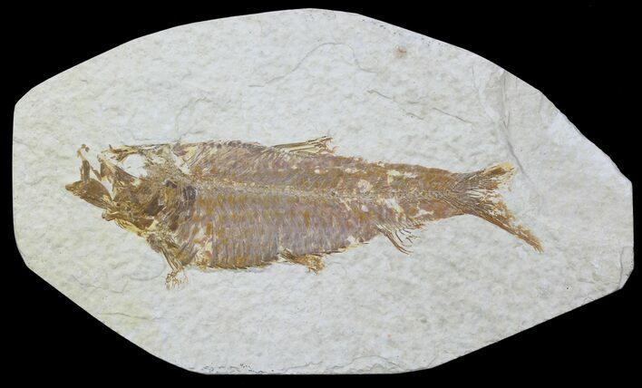 Bargain, Fossil Fish (Knightia) - Wyoming #88579